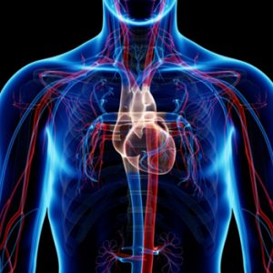 circulatory system